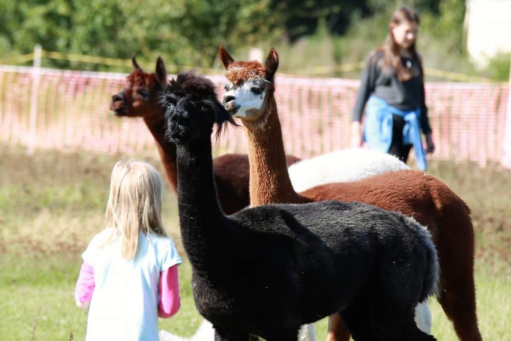 Nachklang zum Eröffnungsfest Alpaka-Love-Lebensgarten